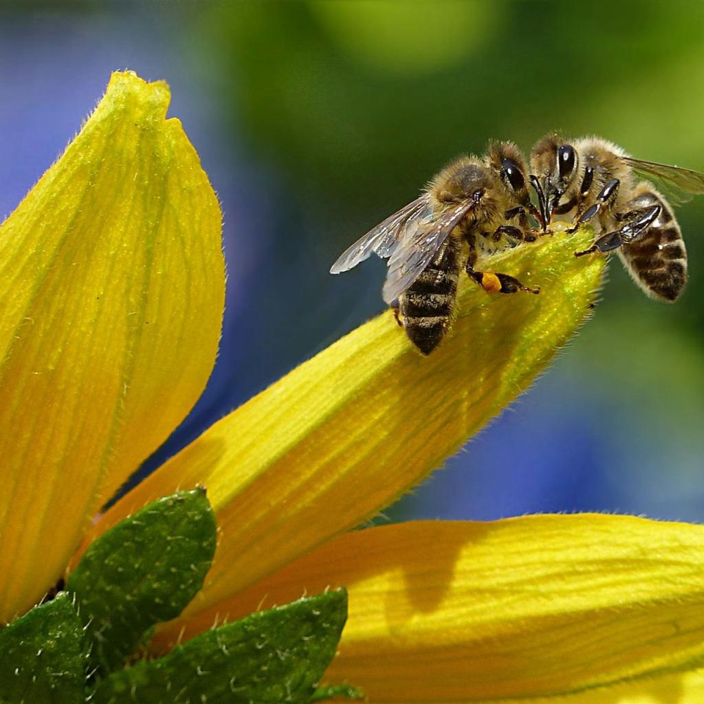 Biene Nippt Nektar Auf Blume Während Des Tages