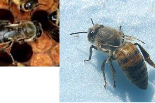 Januar 2023: Mikroben im Bienenvolk (Vortrag)