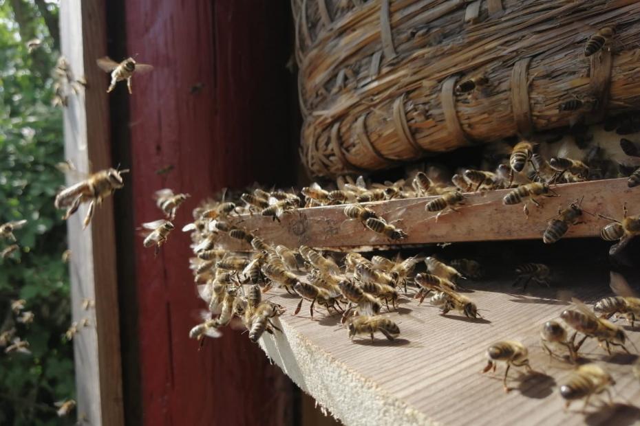 Imkern lernen oder Wildbienen schützen?